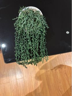 Plant decoration