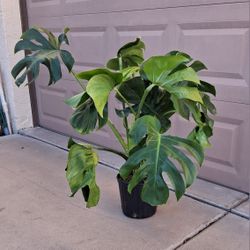 Split Leaf Philo (48 In Tall)