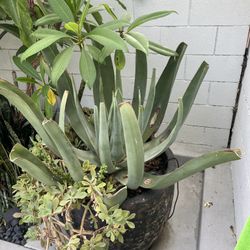 Blue Agave Large, Pink Plumeria & More Pot NOT INCLUDED 