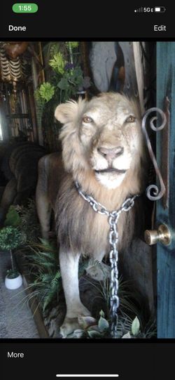 African Lion 