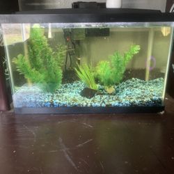 5 Gallon Fish Tank 