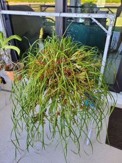 Orchid Maxallaria Tenefolia! Specimen plant.