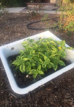 Cast iron sink planter