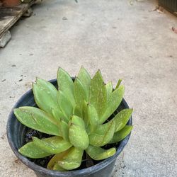 Suculenta