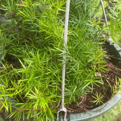 Sparagus Hanging Basket 