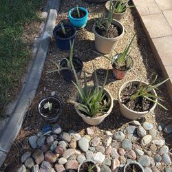Aloe Vera Potted Plant $5