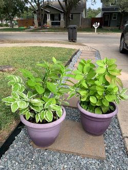 Two Potted Plants in Purple Planters