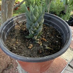 Haworthia Coarctata Succulent