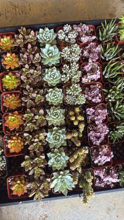 Succulents