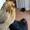 Chickenmamma