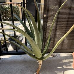 Big Aloe Plant Cutting
