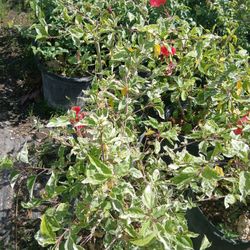 Varigated Hibiscus Bushes Big Sale $35