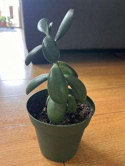 Jade plant