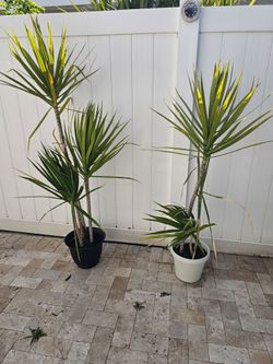 Dracena Plants