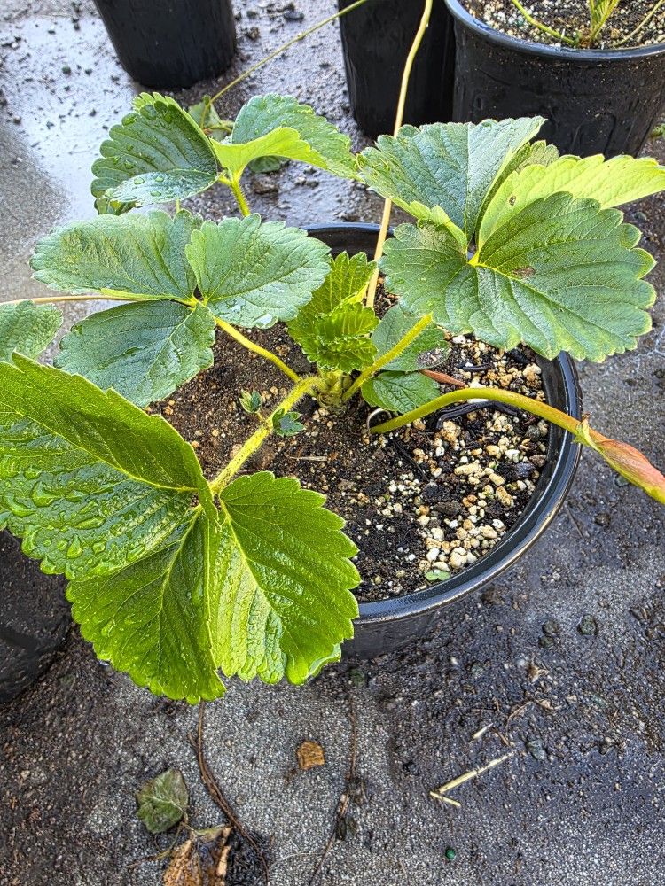 Strawberry Plants
