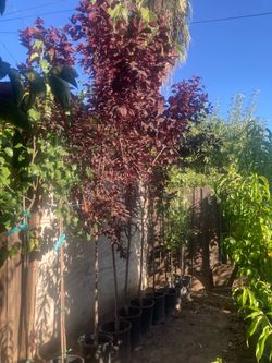 Asian pear and prunus plum shade trees