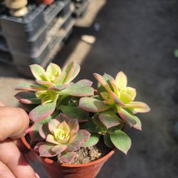Kiwi Succulent 