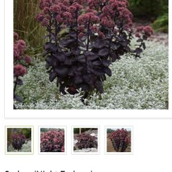 Sedum Night Embers