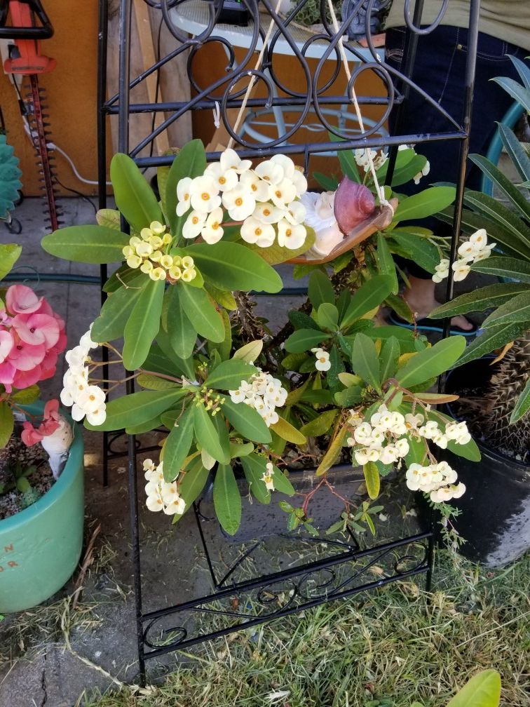 Crown of thorns for Sale in Fontana, CA OfferUp