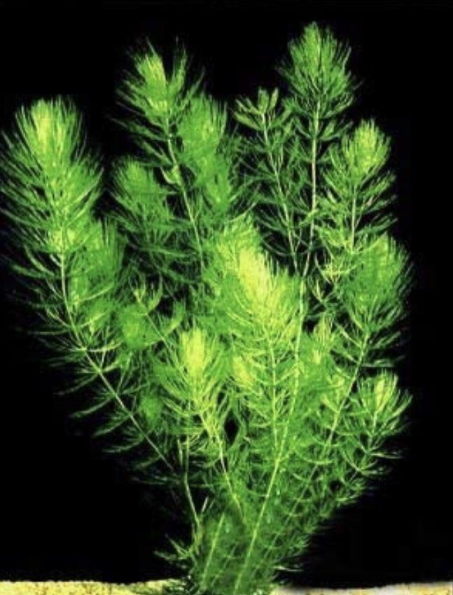 Hornwort Pond/Aquarium Plants ($10 Per Bunch)