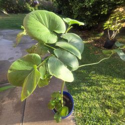 Yerva Santa Plant Medesinal