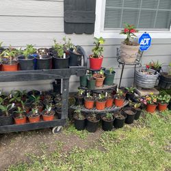 Plantas De $5 Y $10