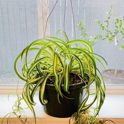 Curly Spider Plant In 10” Green Hanging Plastic Pot 