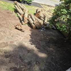 Free Wood