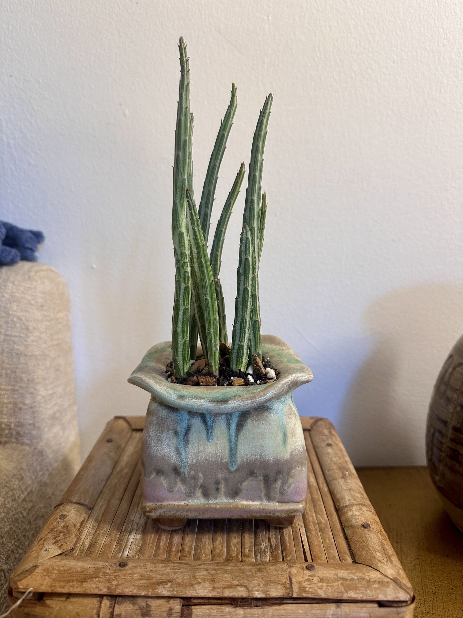 Pickle Plant Succulent In Handmade “Psychedelic” Planter Pot