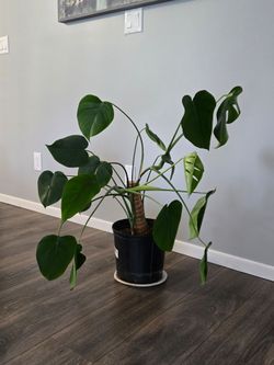 Monstera