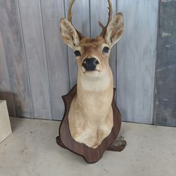 Deer head taxidermy