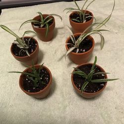 Baby Spider Plants- Living