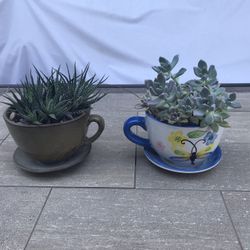 2 cute ceramic cups full of succulents 