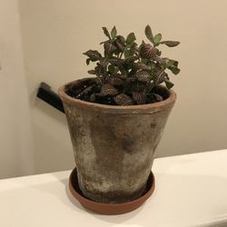 Pink Vein Plant In Cracked Clay Pot With Plastic Saucer