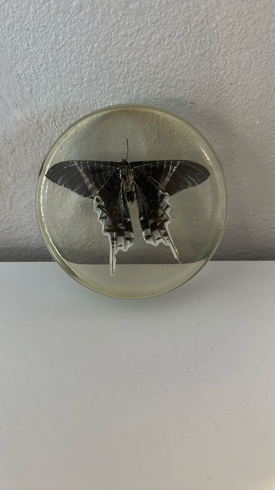 Real Butterfly In Resin $8