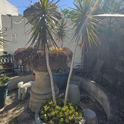 SUCCULENTS/DRAGON TREE Dracaena  Entire Plant (NO POT~Must be dug out) 