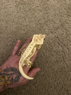 Reptile Gecko Tank