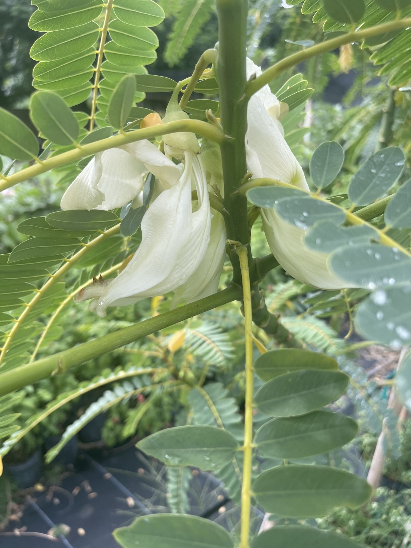 Sesbania Grandiflora for Sale in Miami, FL OfferUp
