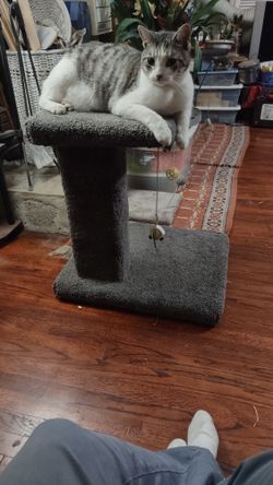 Cat Scratching Post