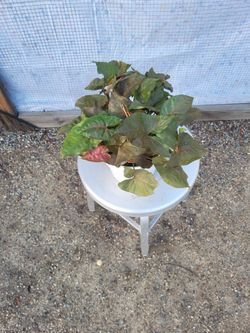 Syngonium Plant 6" Nursery Pot