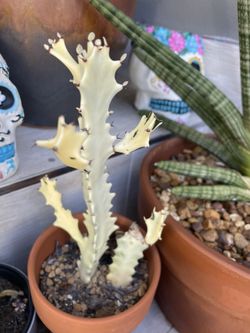euphorbia lactea White Cactus