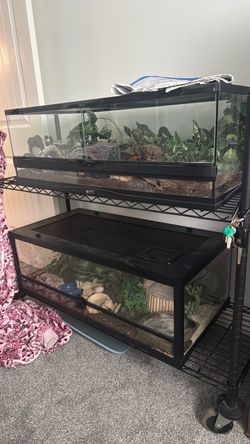 3  Glass Reptile Terrariums