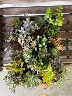 Succulent plants