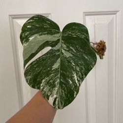 Beautiful Albo Monstera Plant CUTTING - Has Active Roots