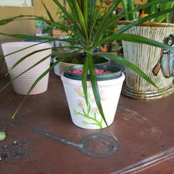 mini Dragon tree 3" ceramic pot $4.00