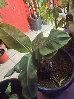 Candavish Dwarf Banana 