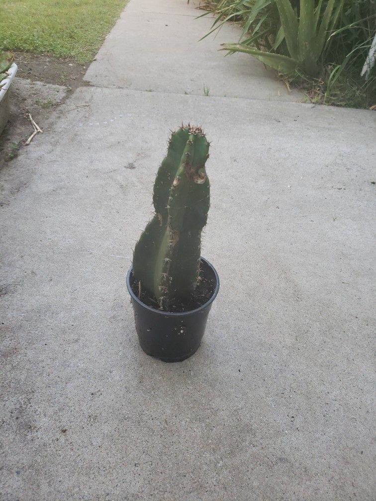 #4Cereus peruvianus/ Peruvian apple