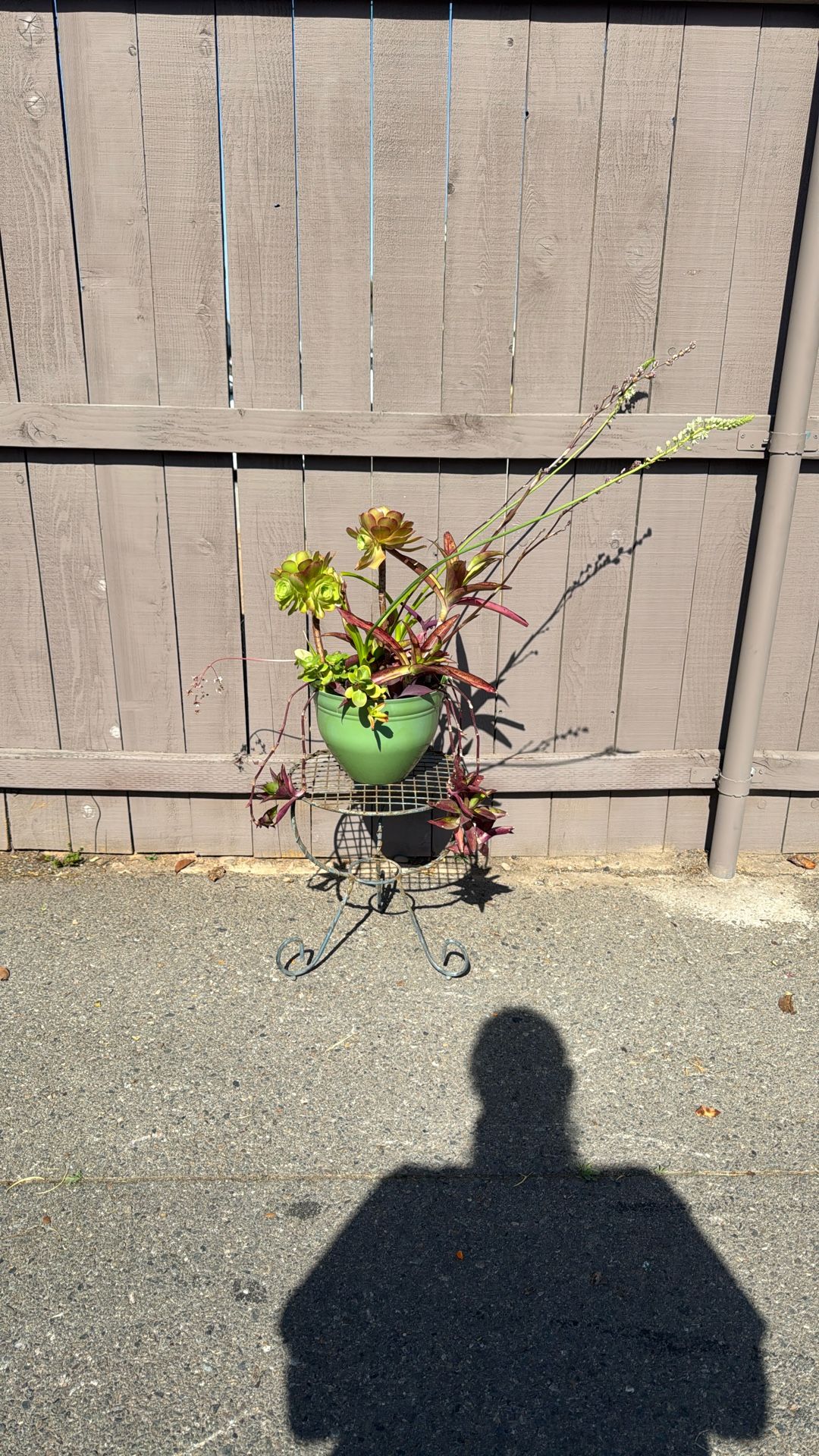 Succulent Arrangement