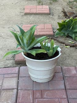 Agave Plant in White Pot