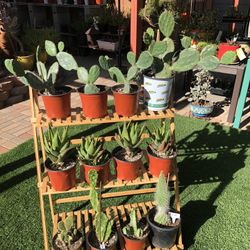 A Variety Of Cacti And Succulent Plants At $5.00 Each